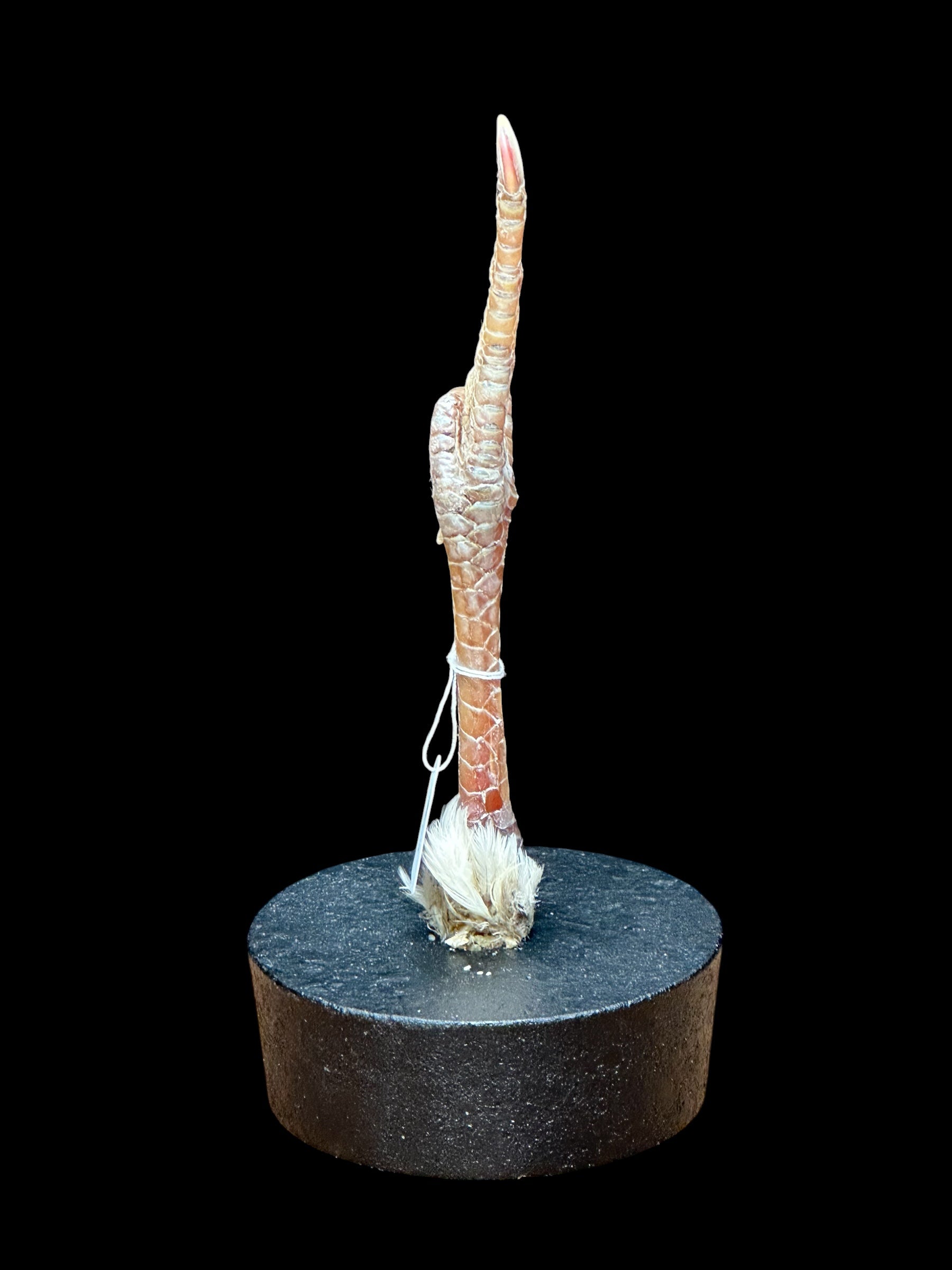 FU Chicken Leg (White)